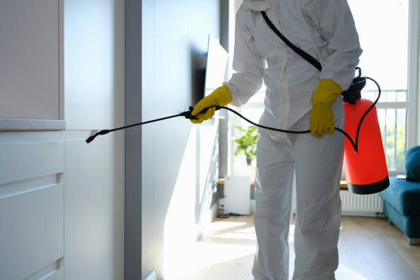Best Mold Damage Repair  in Denver, PA
