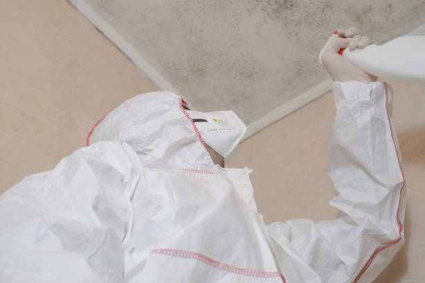 Mold Removal and Inspection in Denver, PA