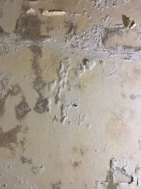 Best Crawl Space Mold Removal  in Denver, PA