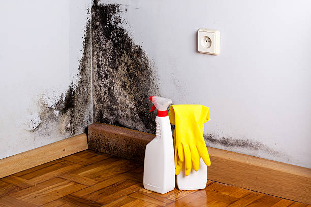 Best Mold Damage Repair  in Denver, PA